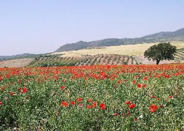 Near Cortijo Los Arrendajos in May