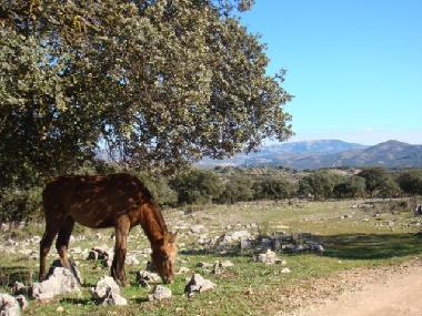 Beside the track leading to the villa