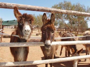 At the Donkey Sanctuary