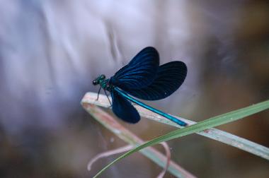 Holiday House in Kotronas (Lakonia) or holiday homes and vacation rentals