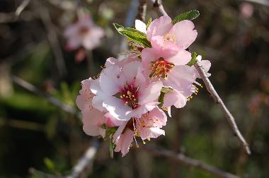 Holiday House in Kotronas (Lakonia) or holiday homes and vacation rentals