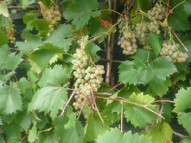 Holiday Apartment in Umag (Istarska) or holiday homes and vacation rentals