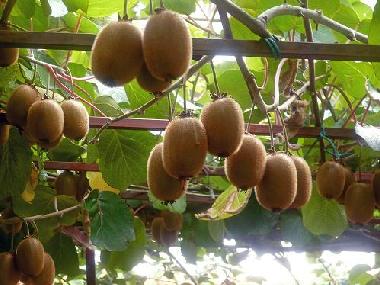 Holiday Apartment in Umag (Istarska) or holiday homes and vacation rentals