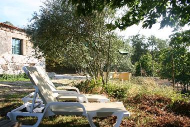 Lounge chairs in the shade of a lage chestnut tree
