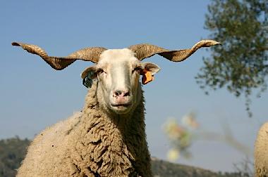 one of our sheep, of the Bordeleira race typical of the Serra da Estrela region