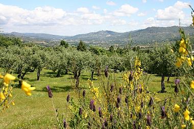 one of our olive grove, we have 1500 olive trees