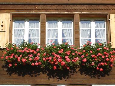 Holiday Apartment in Burglauenen (Grindelwald - Jungfrau) or holiday homes and vacation rentals