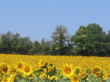 Holiday House in Civrac (Charente-Maritime) or holiday homes and vacation rentals