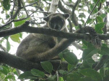 Lumholtz tree kangaroo Peterson Creek walking track
