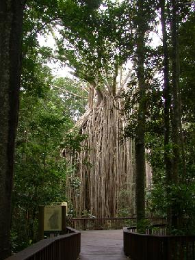 Curtain fig tree Yungaburra