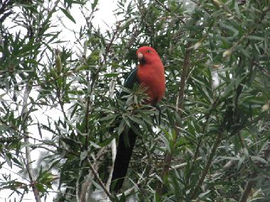 King parrot in the garden
