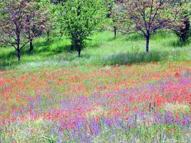 Holiday House in Cenac et St Julien (Dordogne) or holiday homes and vacation rentals