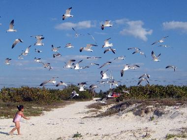 Hotel in Celestun (Yucatan) or holiday homes and vacation rentals