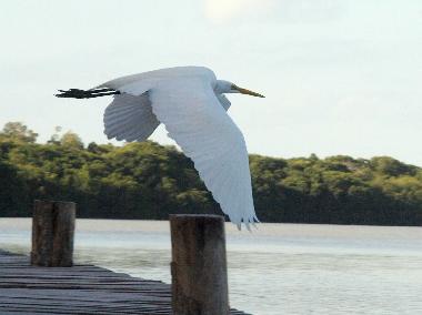 Hotel in Celestun (Yucatan) or holiday homes and vacation rentals