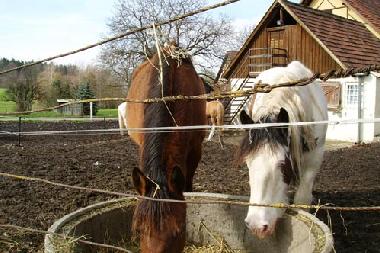 Holiday Apartment in Ravensburg (Lake of Constance) or holiday homes and vacation rentals