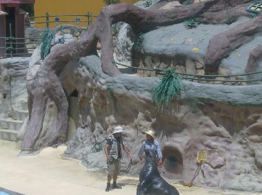 Watch the Sea lions perform at Zoomarine