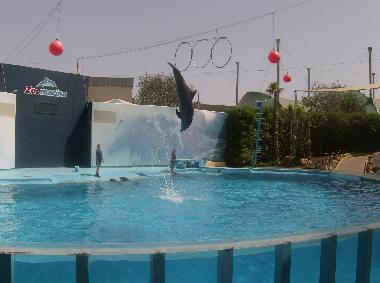 Enjoy a day and watch the Dolpins at Zoomarine, only 4km away