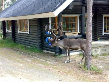 Reindeer