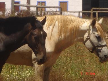 Holiday House in Cercal (Alentejo Litoral) or holiday homes and vacation rentals