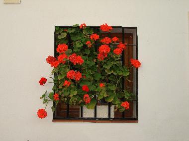 Holiday Apartment in Nerja (Mlaga) or holiday homes and vacation rentals