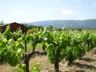 The vines with the Luberon montains in the background.