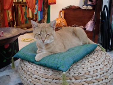 A local shop cat greets you