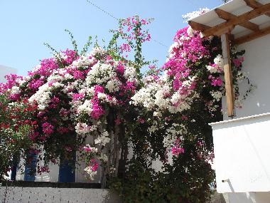 The streets are full of bougainvilleas