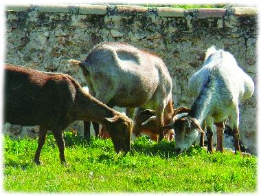 Some friendly neighbours!