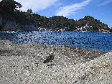 Holiday House in S. Andrea (Livorno) or holiday homes and vacation rentals