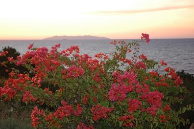 Holiday House in S. Andrea (Livorno) or holiday homes and vacation rentals