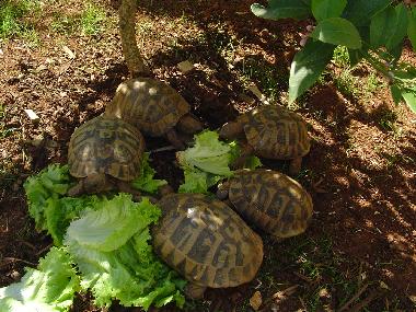 Holiday Apartment in Banjole-Medulin-Pula-Istrien-Kroatien (Istarska) or holiday homes and vacation rentals