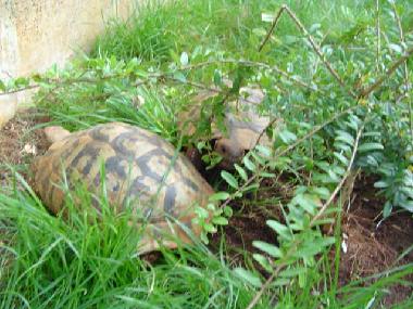 Holiday Apartment in Banjole Pula (Istarska) or holiday homes and vacation rentals