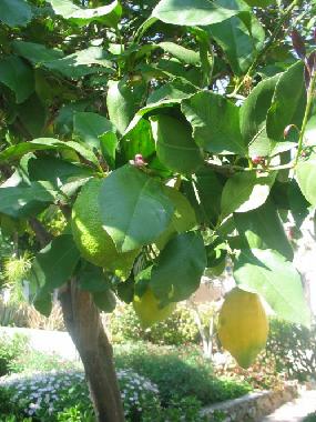 Holiday House in MIJAS (Mlaga) or holiday homes and vacation rentals