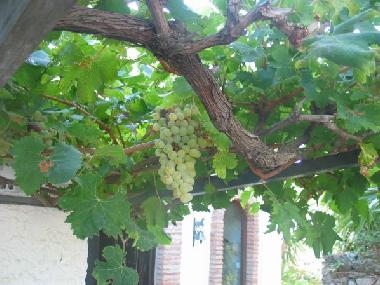 Holiday House in MIJAS (Mlaga) or holiday homes and vacation rentals