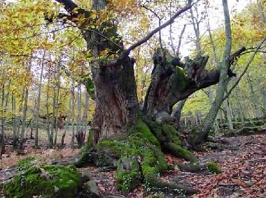 Holiday Apartment in Casas Del Monte (Cceres) or holiday homes and vacation rentals