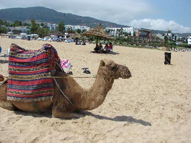Camel rides available on the nearest beach