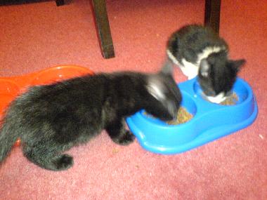 Holiday House in roquebrun (Hrault) or holiday homes and vacation rentals