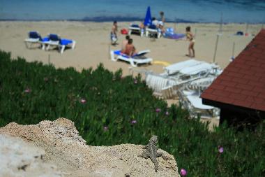 Lots of fun for the family and lizard