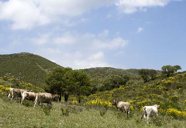 Holiday Apartment in Llan�� Valleta (Girona) or holiday homes and vacation rentals