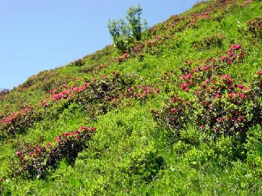 Holiday Apartment in Riezlern  (Bludenz-Bregenzer Wald) or holiday homes and vacation rentals