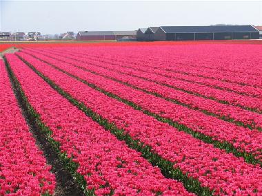 Holiday House in Egmond aan Zee (Noord-Holland) or holiday homes and vacation rentals