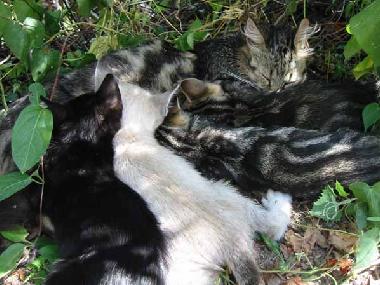 Holiday Apartment in Talla (Arezzo) or holiday homes and vacation rentals