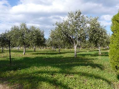 Holiday House in Scopello (Trapani) or holiday homes and vacation rentals