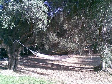 Hammock between olive trees