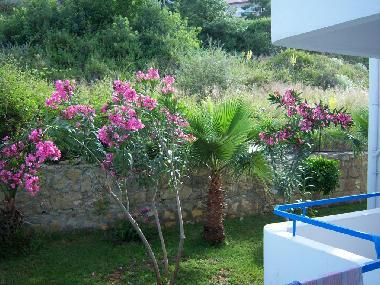 Holiday Apartment in Avsallar (Antalya) or holiday homes and vacation rentals