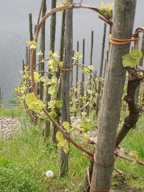 Holiday Apartment in Piesport (Mosel - Saar) or holiday homes and vacation rentals