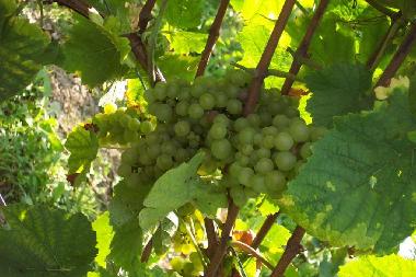 Holiday Apartment in Piesport (Mosel - Saar) or holiday homes and vacation rentals