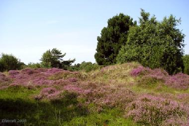 Holiday Apartment in St.Peter-Ording Dorf (Nordsee-Festland) or holiday homes and vacation rentals