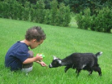 A small guest feeding one of our baby goats