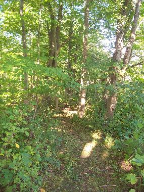 Woodland walk beside the river